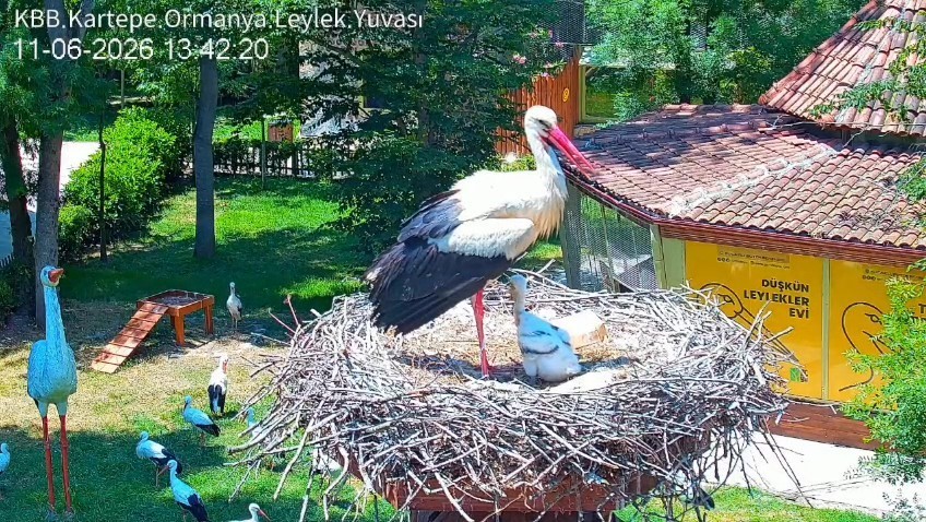 sifa-bulduklari-merkezde-yuva-kuran-leyleklerin-yavrusu-18-gunluk-oldu