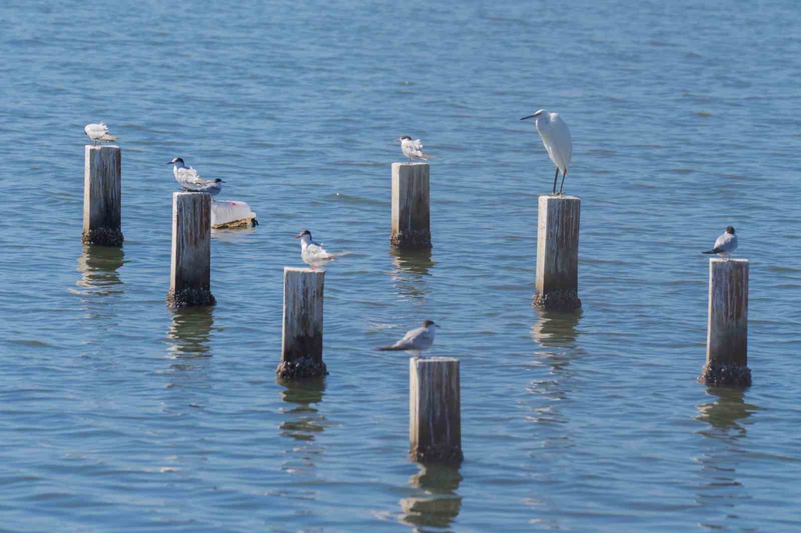 mavisehir-in-dogal-dokusu-flamingo-doga-parki-yla-canlaniyor
