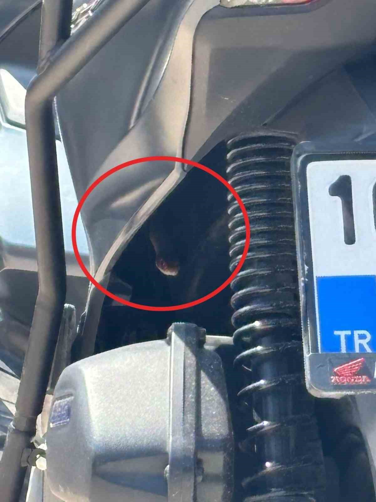 bursa-da-motosikletten-cikan-yilan-soke-etti