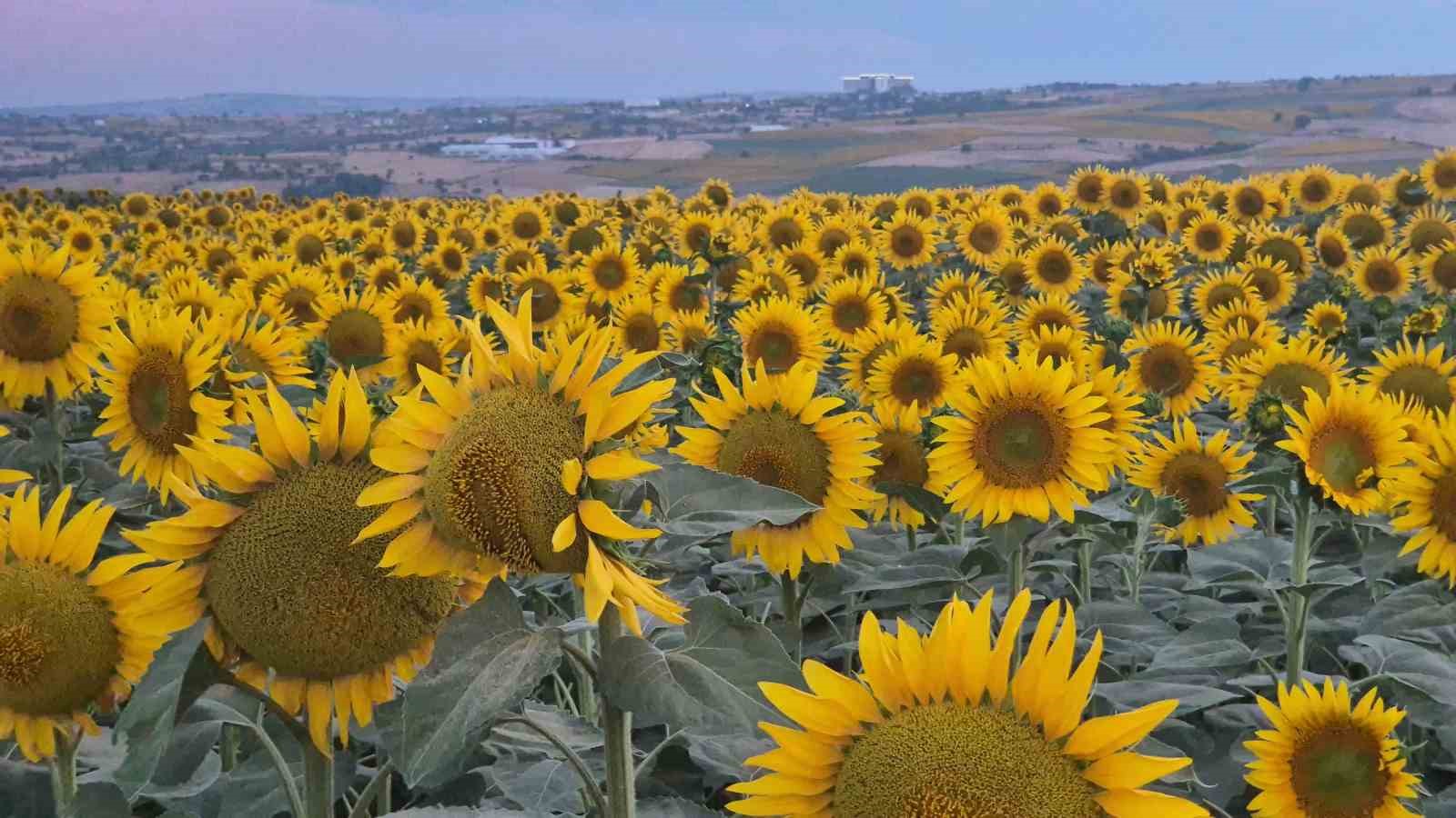 tekirdag-da-aycicegi-tarlalari-gorsel-solene-donustu