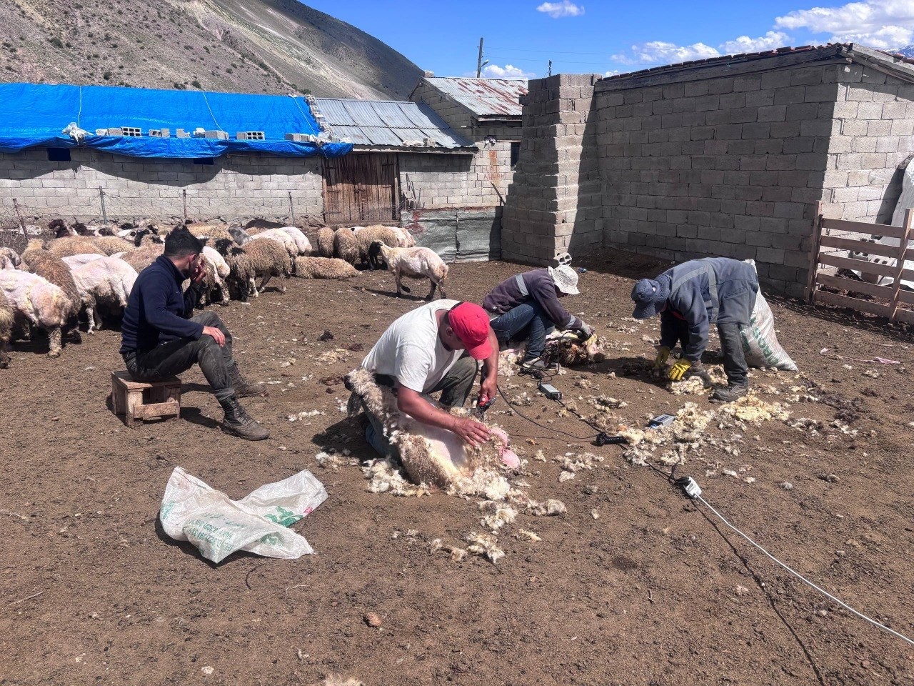 erzincan-yaylalarinda-kirkim-mesaisi