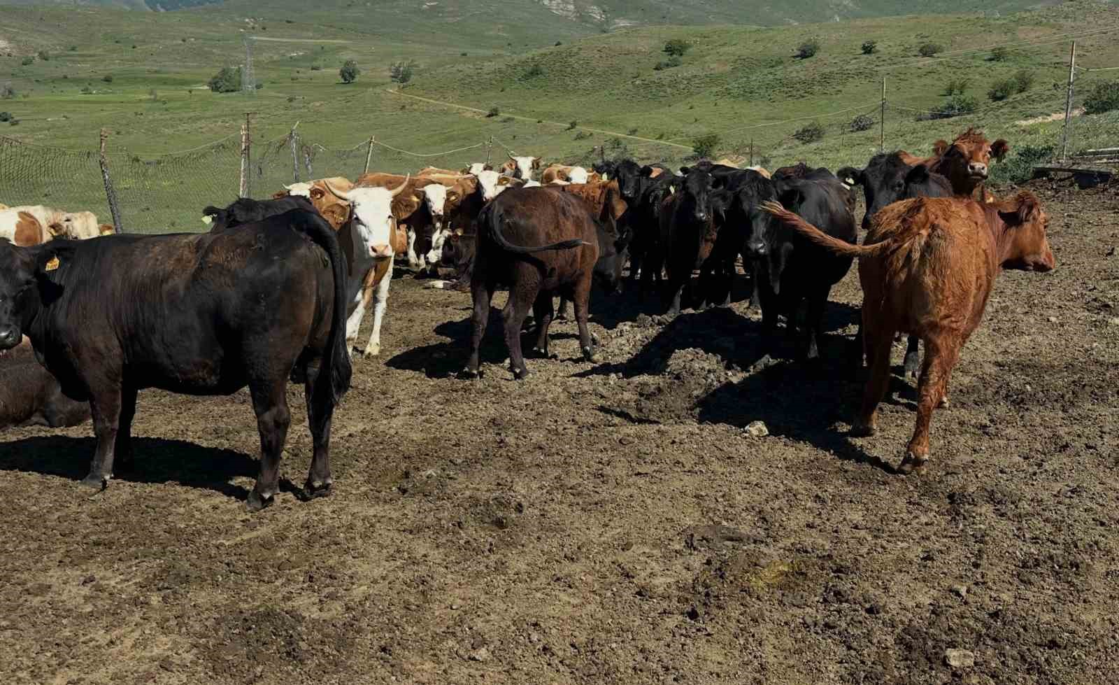 aydintepe-de-ithal-besilik-sigirlarda-karantina-ve-saglik-kontrolleri-yapiliyor