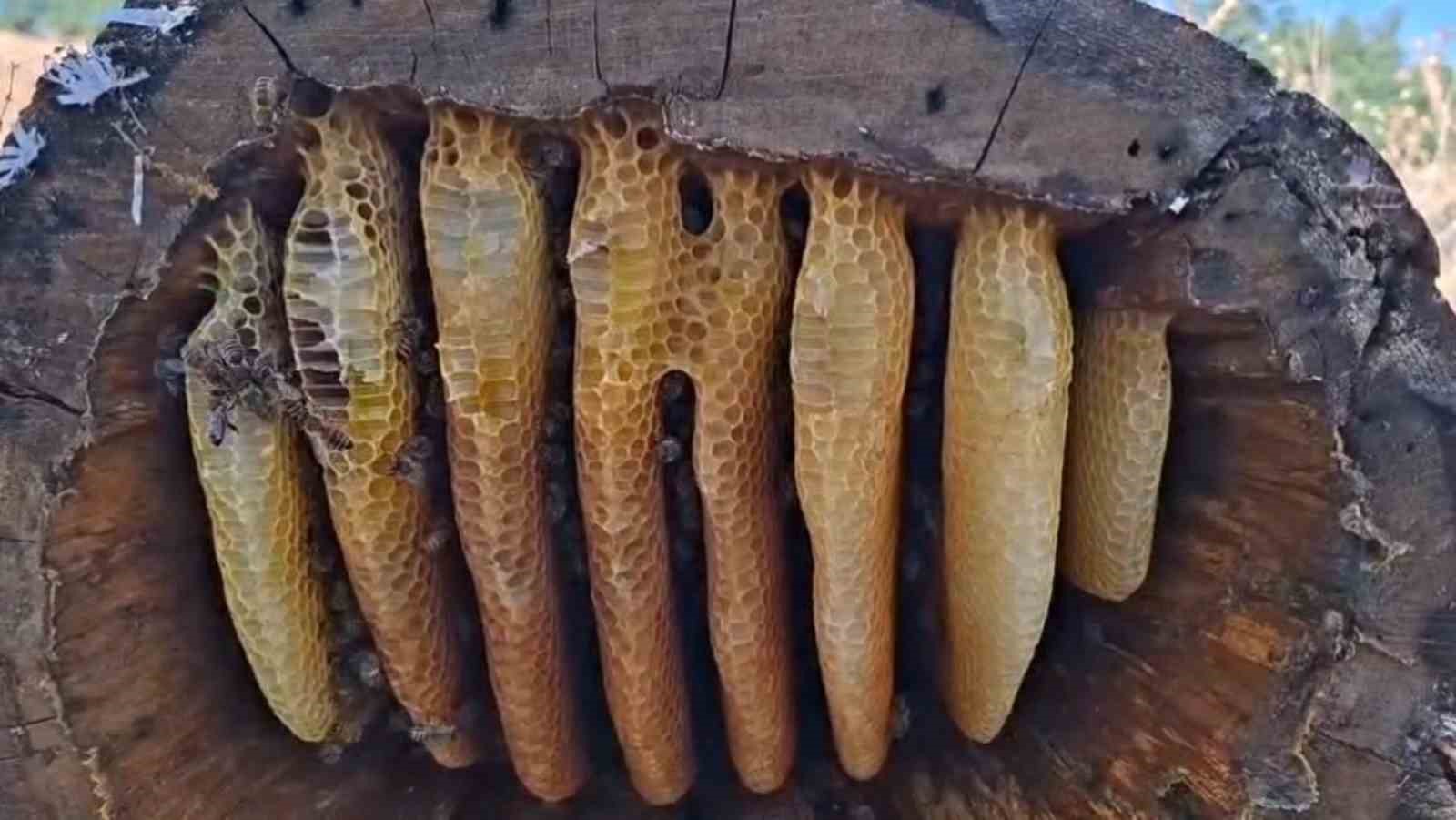 daglarin-yuksek-kesimlerinde-kutuk-bali-bereketi