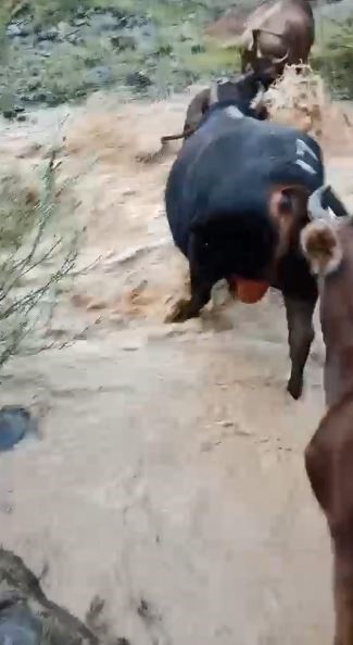 yusufeli-nde-tasan-dereden-gecen-buyukbas-hayvanlar-kamerada