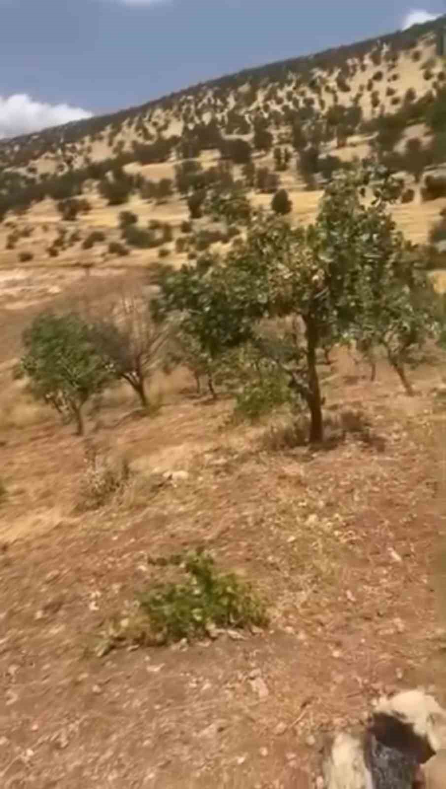 siirt-te-yaban-domuzlari-20-yillik-fistik-agaclarina-zarar-verdi