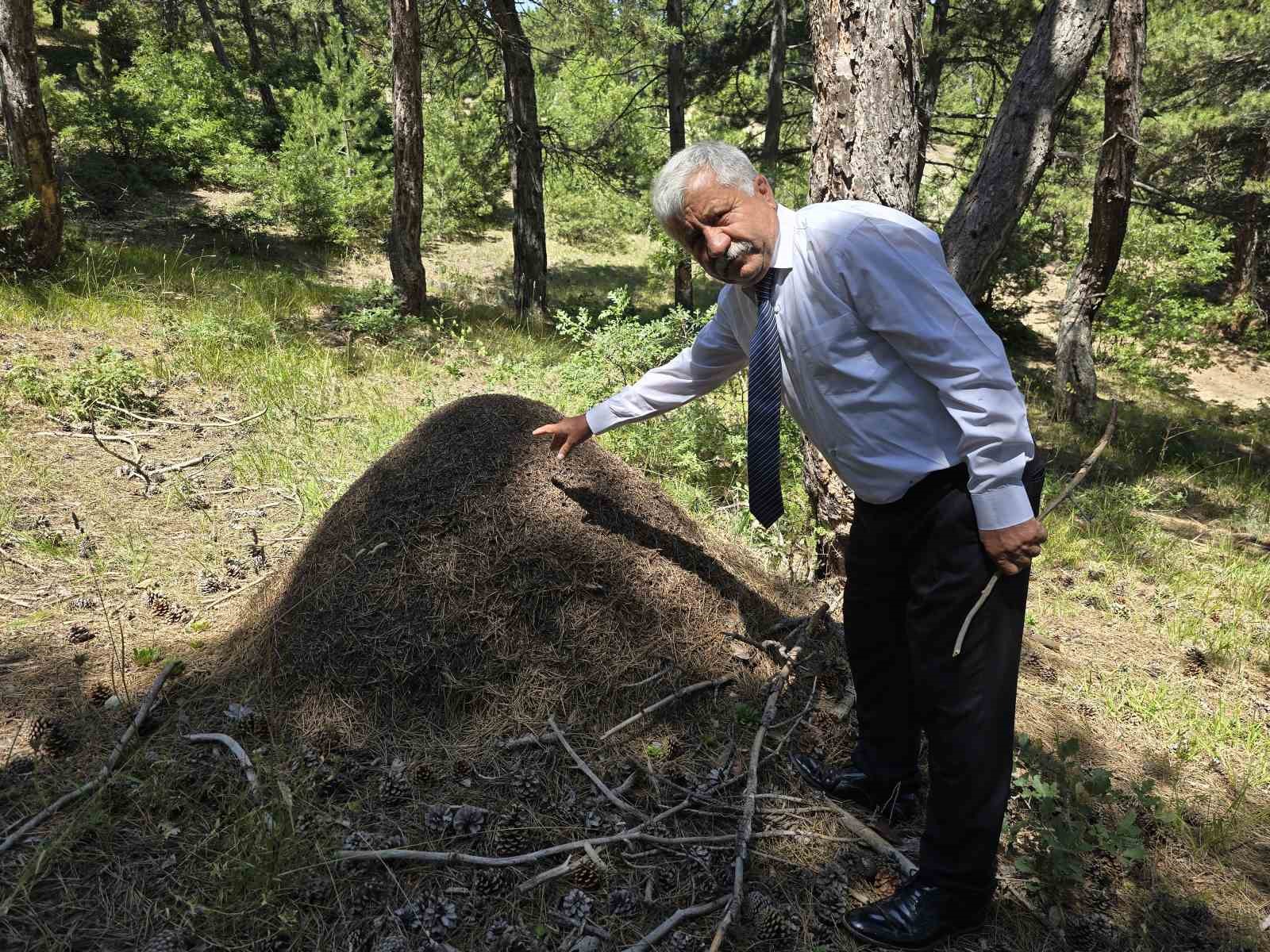 afrika-belgeseli-degil-yozgat-dev-karinca-yuvalari-gorenleri-hayrete-dusuruyor