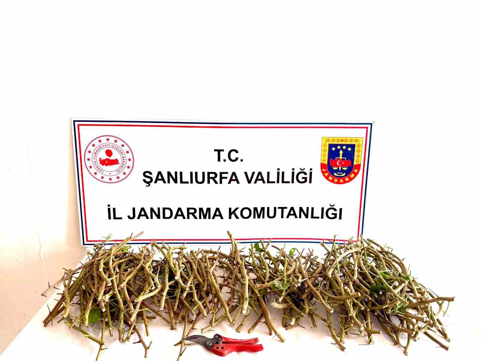 hirsizlar-bu-defa-fistik-dali-caldi