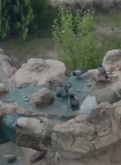 elazig-da-kavurucu-sicaktan-bunalan-guvercinler-suyla-serinledi
