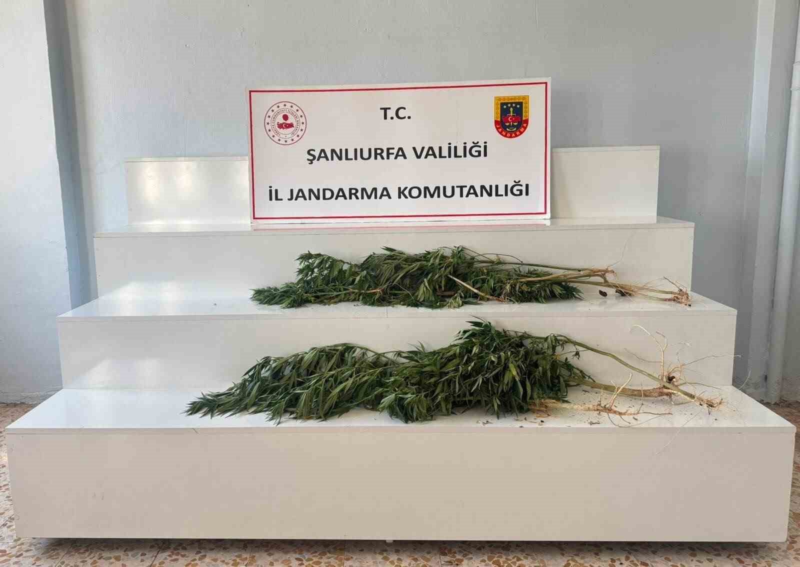 sanliurfa-da-uyusturucu-operasyonu-2-gozalti