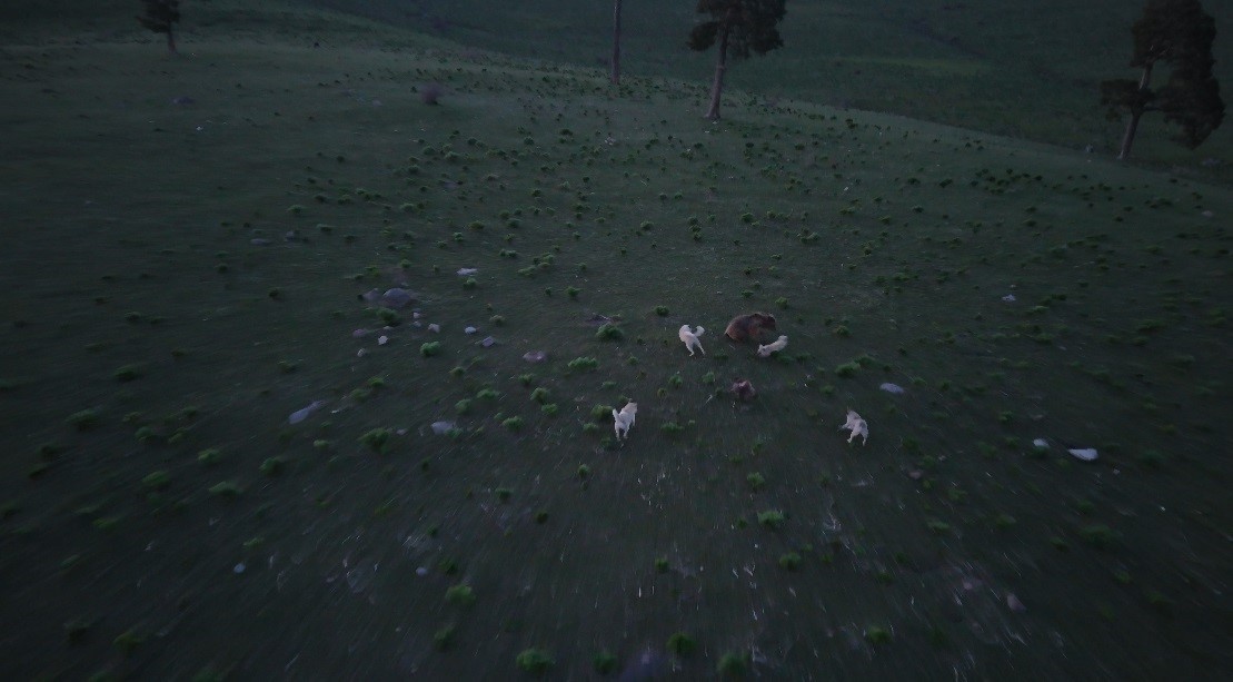 kars-ta-boz-ayi-ile-kopeklerin-kovalamacasi-dron-kamerasina-yansidi