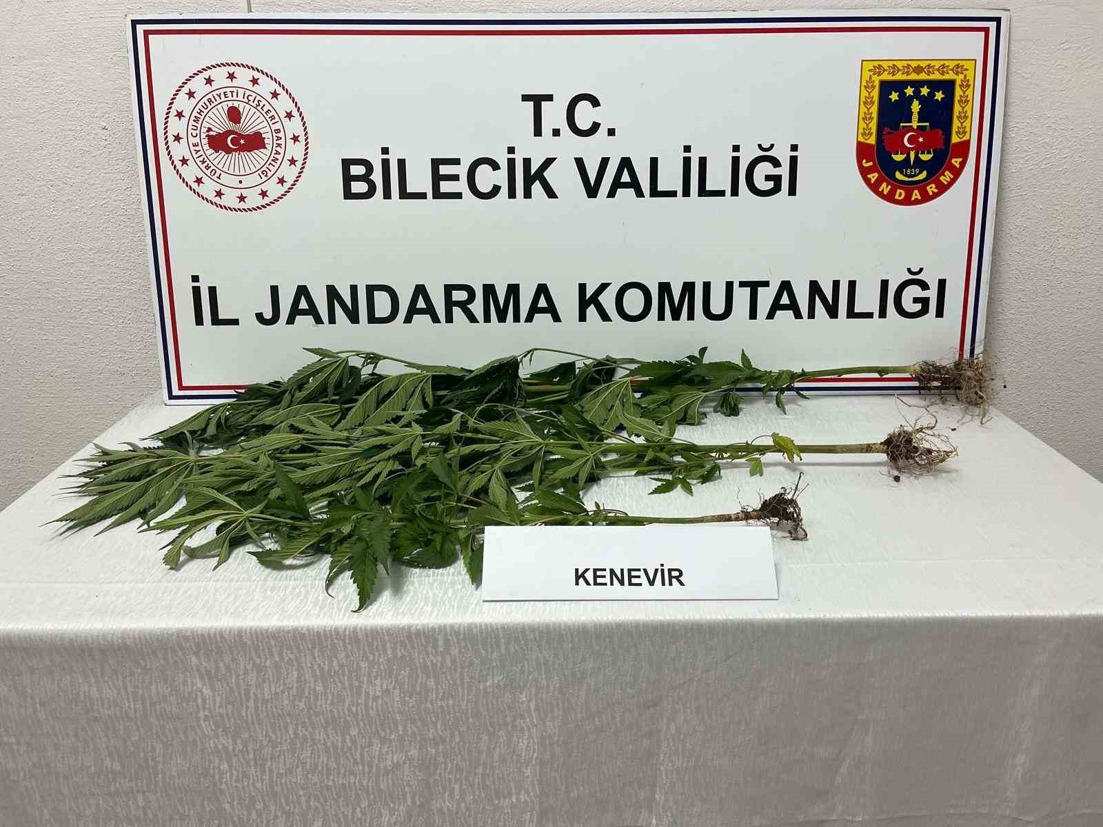 bilecik-te-yasadisi-kenevir-ekimi-ortaya-cikarildi