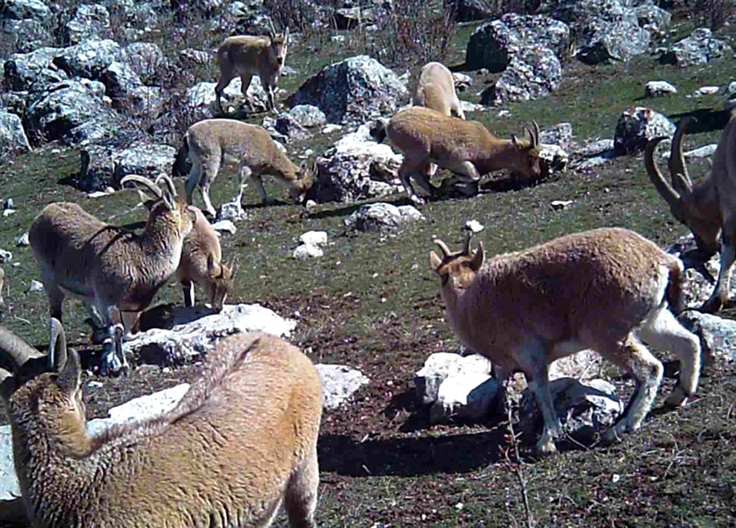 munzur-un-sessiz-misafirleri-fotokapana-takildi
