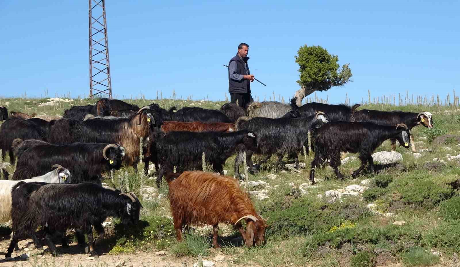 turkiye-nin-keci-yetistirme-merkezi-mersin-toroslar-yeserdi-yoruklerin-zorlu-mesaisi-basladi