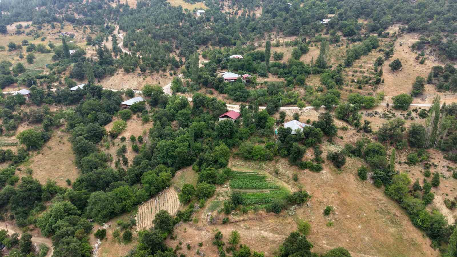 feke-nin-dag-koyunde-sari-kantaron-ve-kekik-geleneksel-yontemlerle-sifa-kaynagina-donusuyor