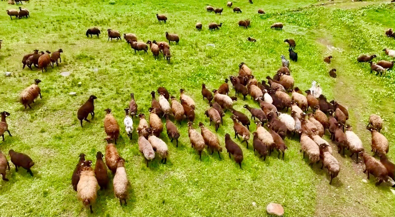 agri-da-yaylalar-koyun-suruleriyle-suslendi