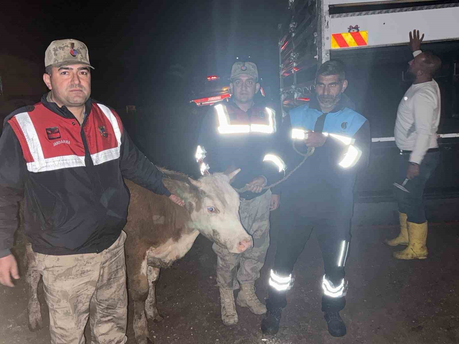 siverek-te-calinan-buyukbas-hayvan-jandarma-tarafindan-bulundu