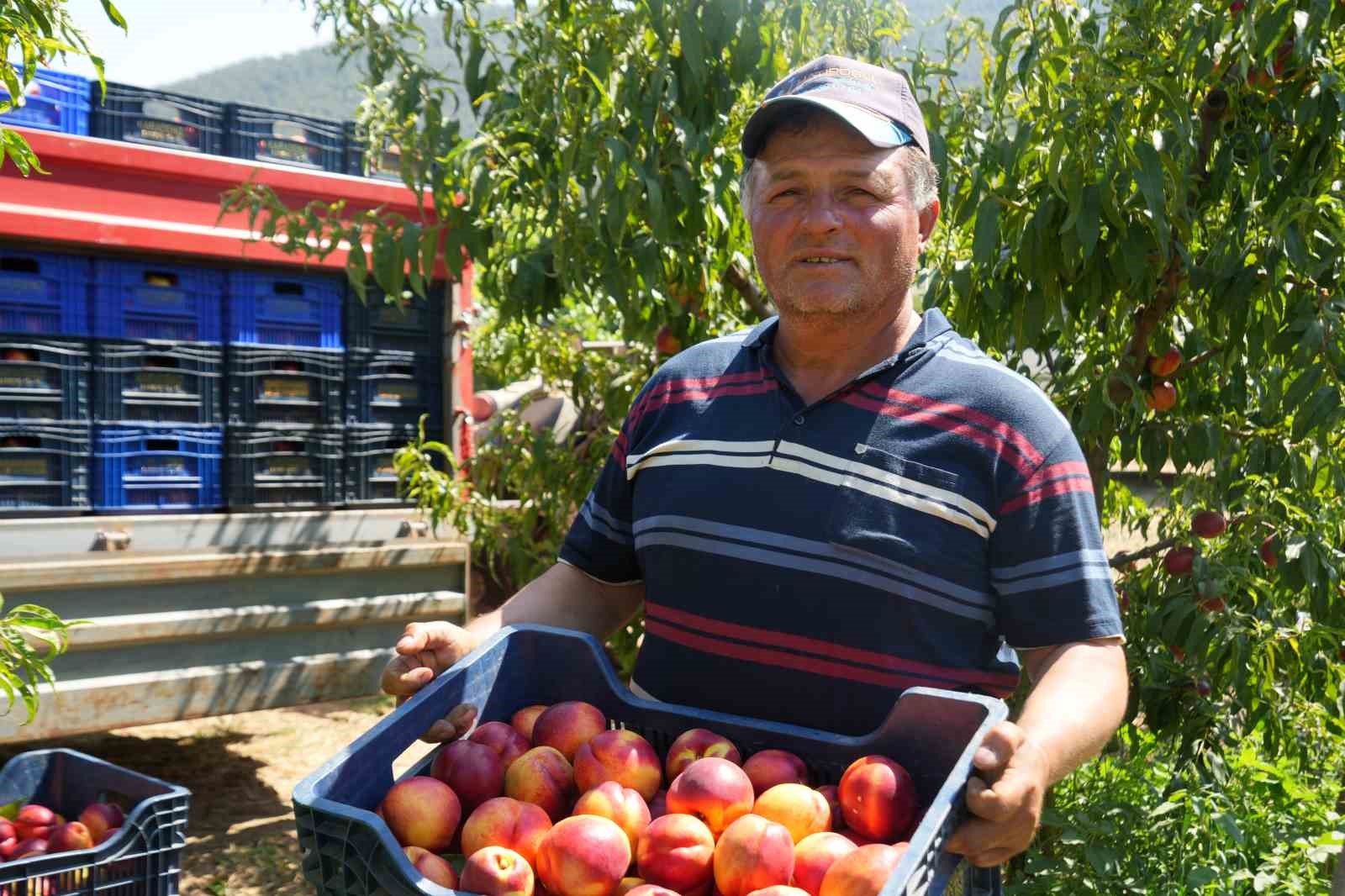 bu-nektarinin-yuzde-70-i-yurt-disina-gidiyor