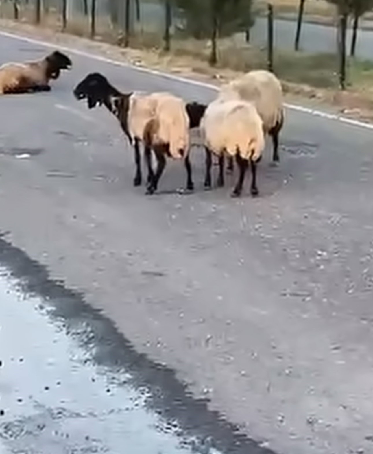 siirt-te-zehirlendigi-iddia-edilen-32-kucukbas-hayvan-telef-oldu