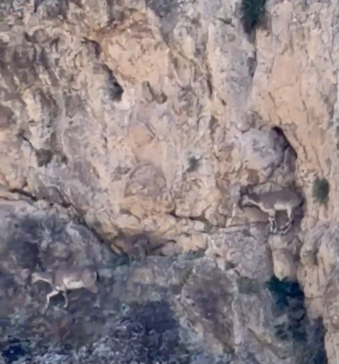 malatya-da-yaban-kecileri-suru-halinde-goruntulendi