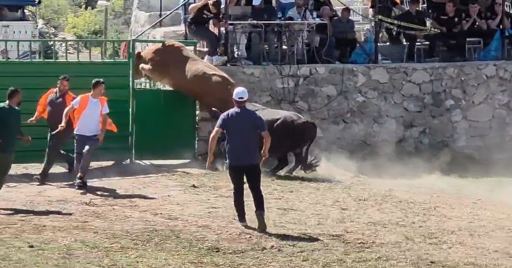 rakibinden-kacan-600-kiloluk-boga-olimpiyat-sporcularina-tas-cikardi