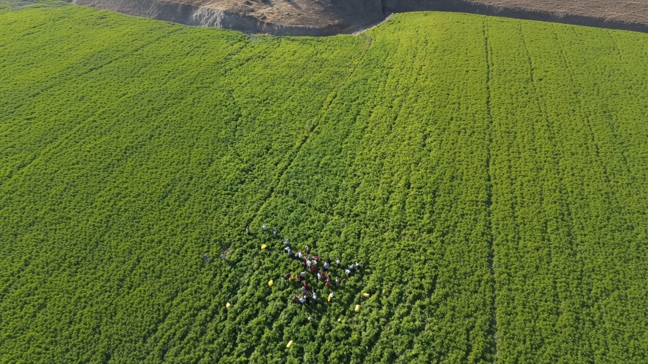 kilis-te-biber-hasadi-basladi-118-bin-ton-uretim-bekleniyor