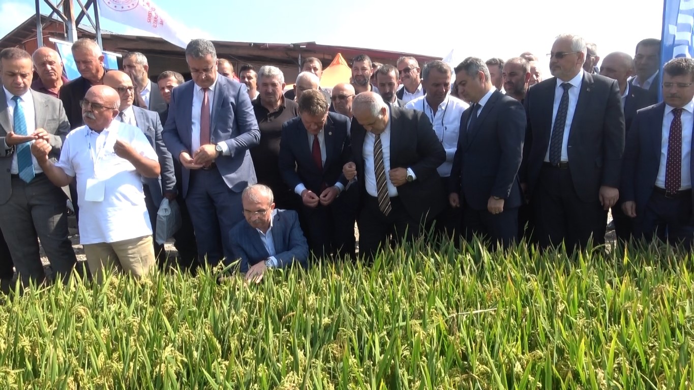bafra-da-turkiye-nin-ilk-celtik-agasi-secildi