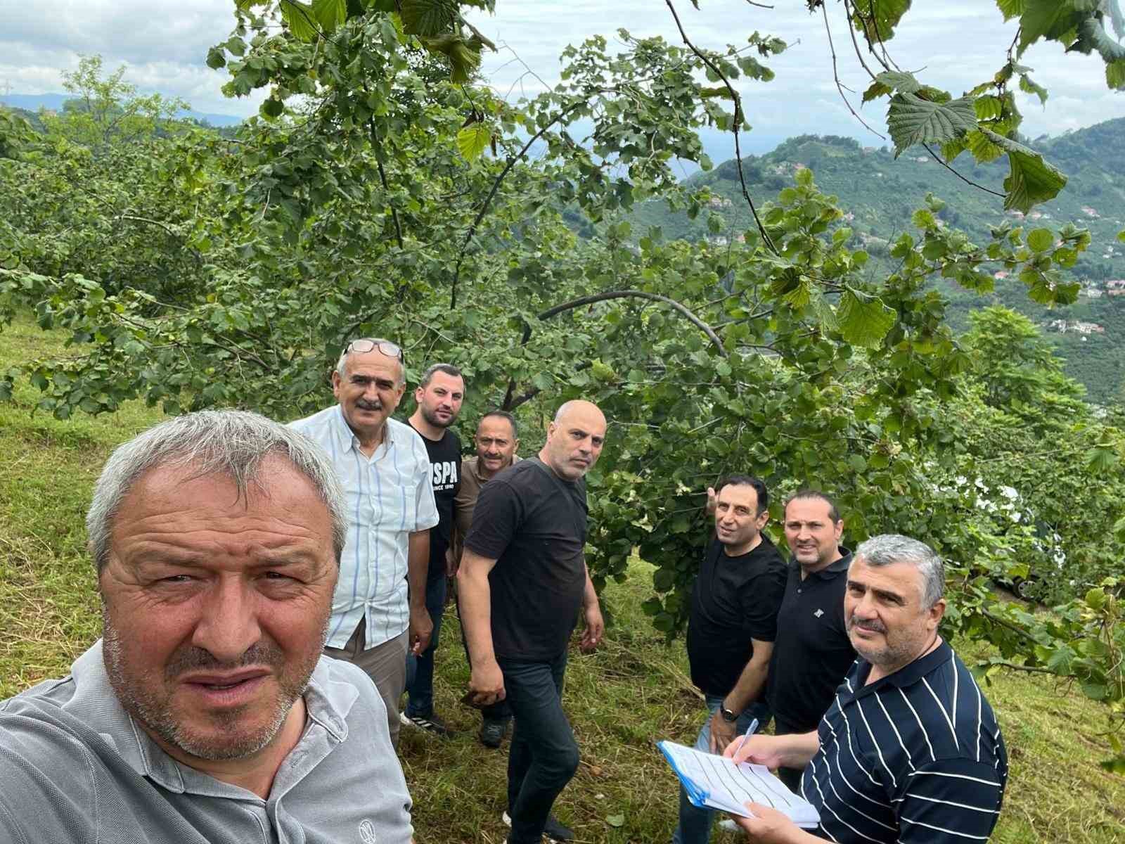 trabzon-da-findikta-rekolte-tespiti-calismalari-basladi