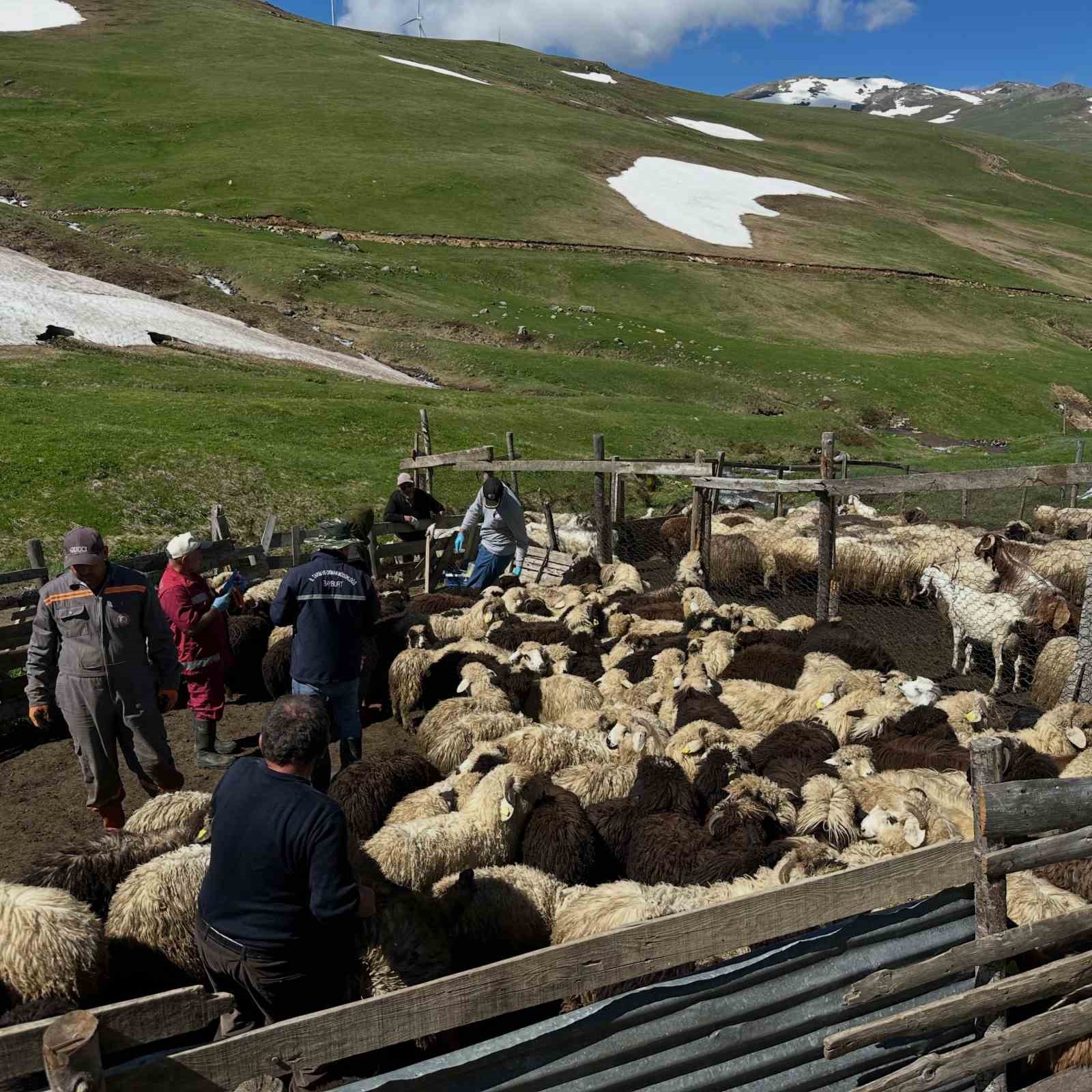 aydintepe-de-kucukbas-hayvanlarda-asilama-ve-kupeleme-calismalari-suruyor