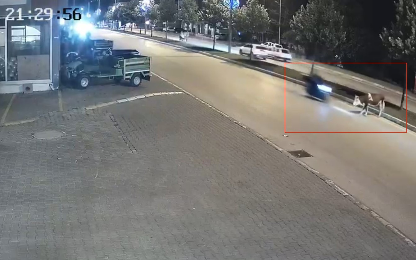 motosikletle-buyukbas-hayvana-carpti