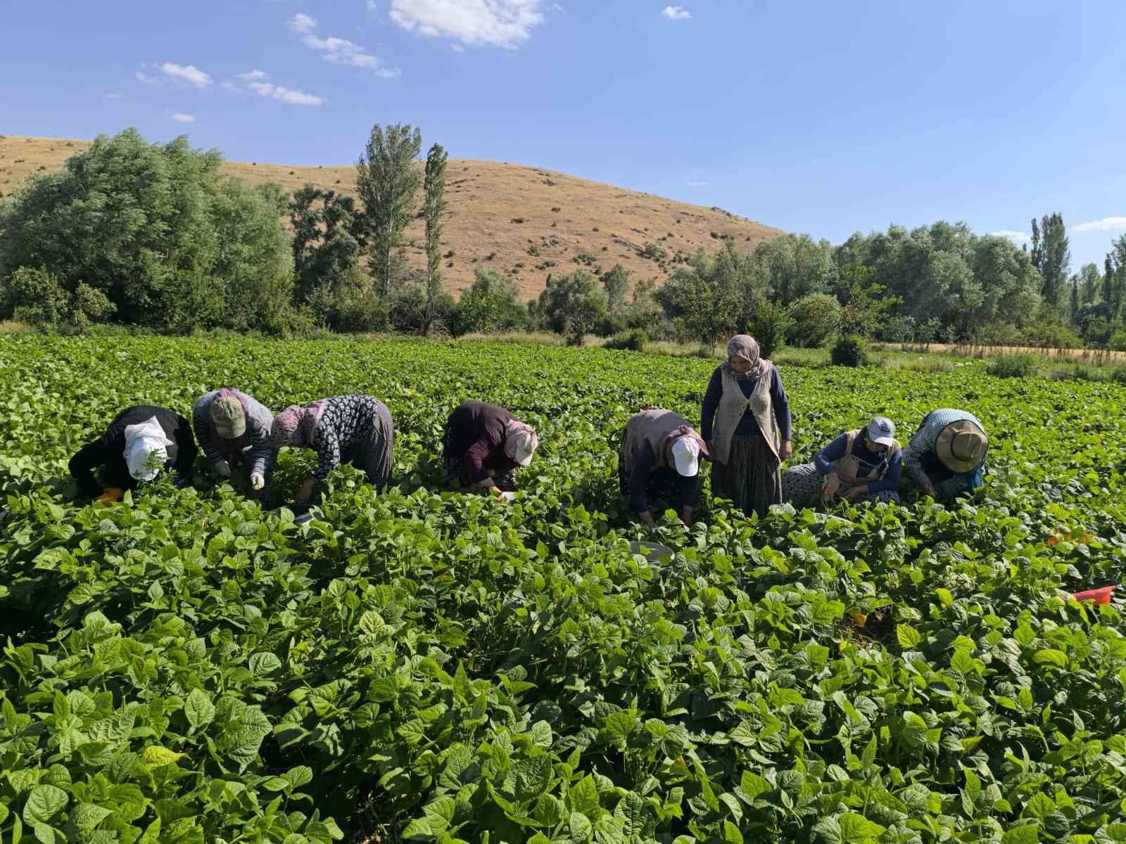 fasulyede-hasat-maratonu-basladi