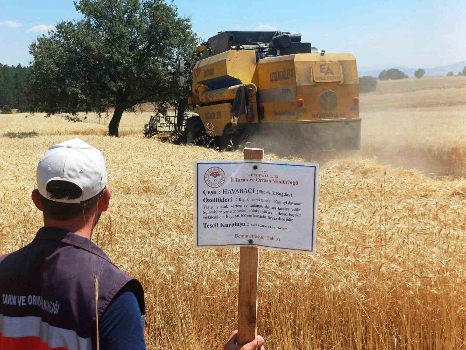 cavdarhisar-da-yerli-ve-milli-arpa-ile-bugday-cesitlerinin-hasadi-yapildi
