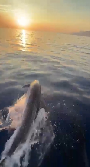 alanya-aciklarinda-yunuslarin-sovu-turistleri-mest-etti