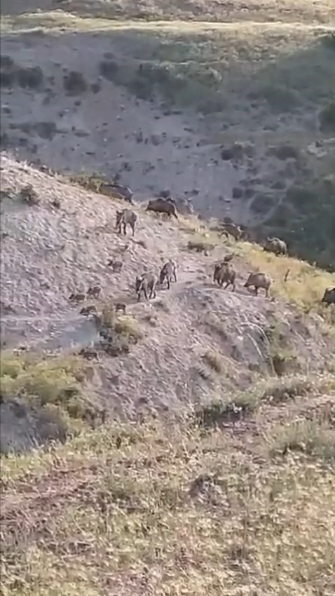 elazig-da-domuzlar-suru-halinde-goruntulendi
