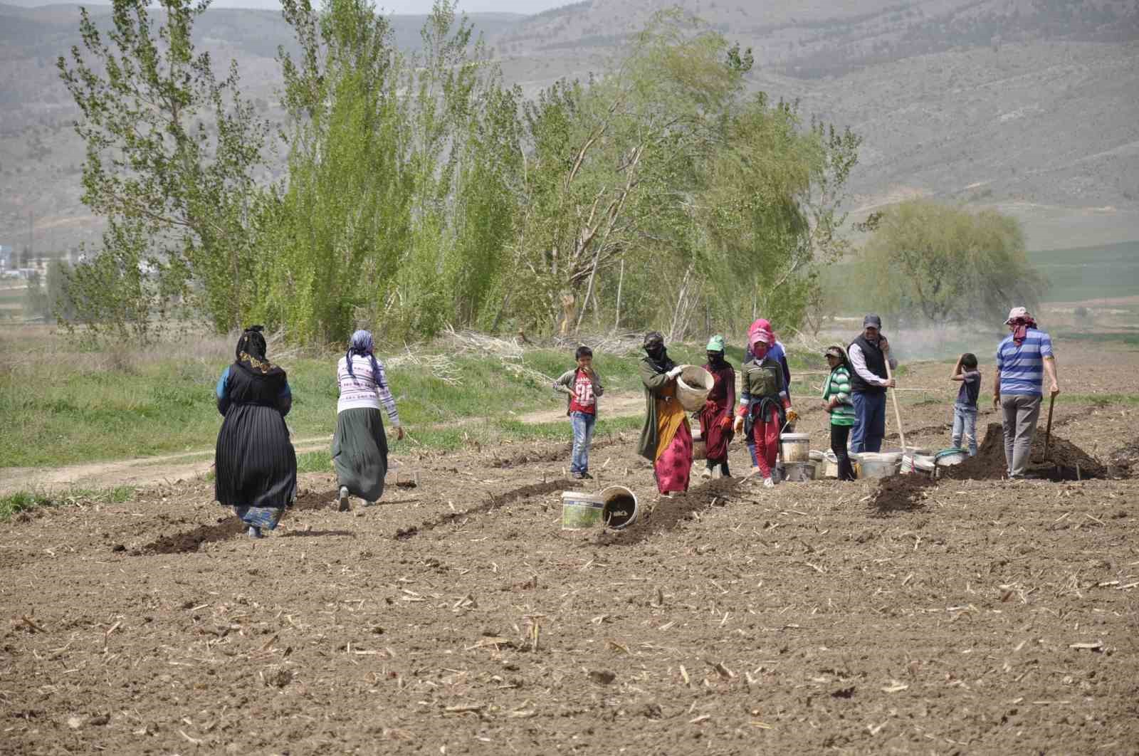erzincan-da-tarimin-gorunmeyen-kahramanlari-mevsimlik-isciler
