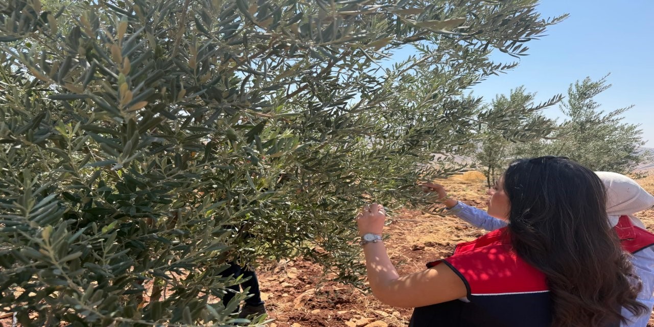 sirnak-ta-zeytin-bahcelerinde-hasar-tespit-calismalari-baslatildi