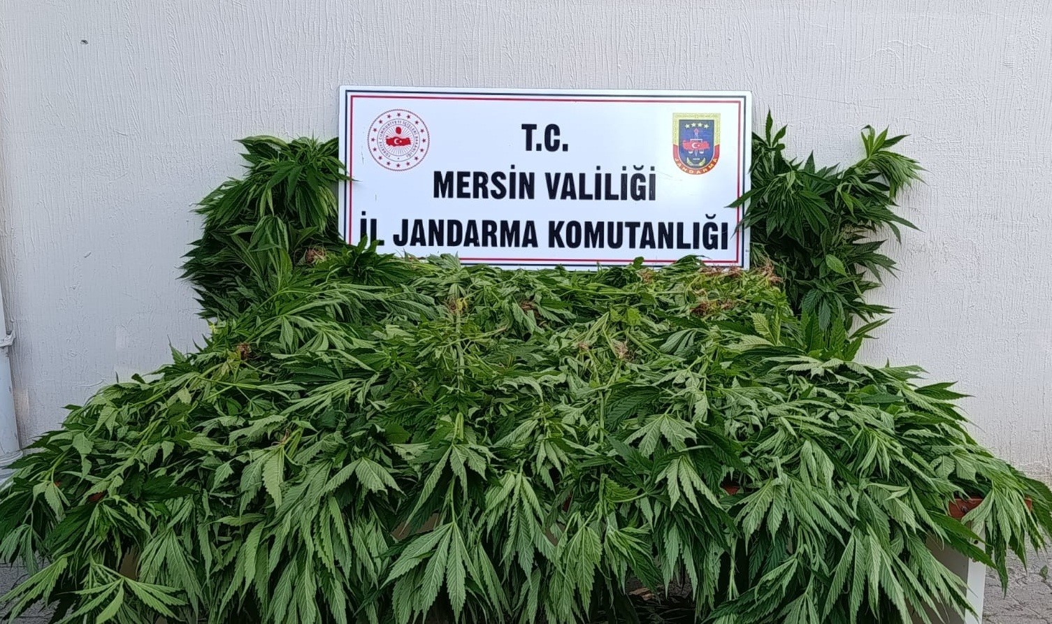 ormanda-kenevir-yetistirenlere-sucustu-operasyon-2-tutuklama
