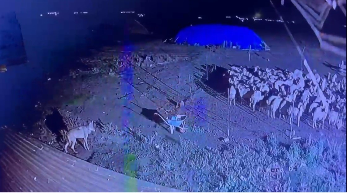 kars-ta-gece-yarisi-yerlesim-yerine-inen-kurt-guvenlik-kamerasinda