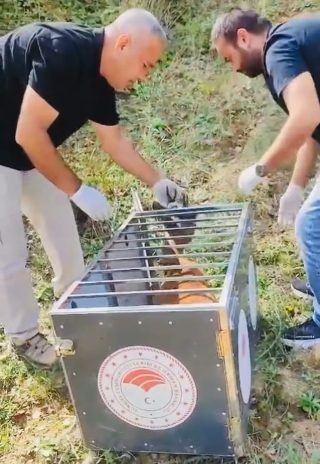 yarali-karaca-iyilestirilerek-dogaya-salindi