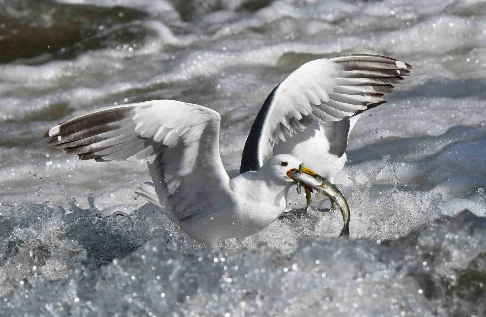 martilarin-inci-kefali-balik-avi