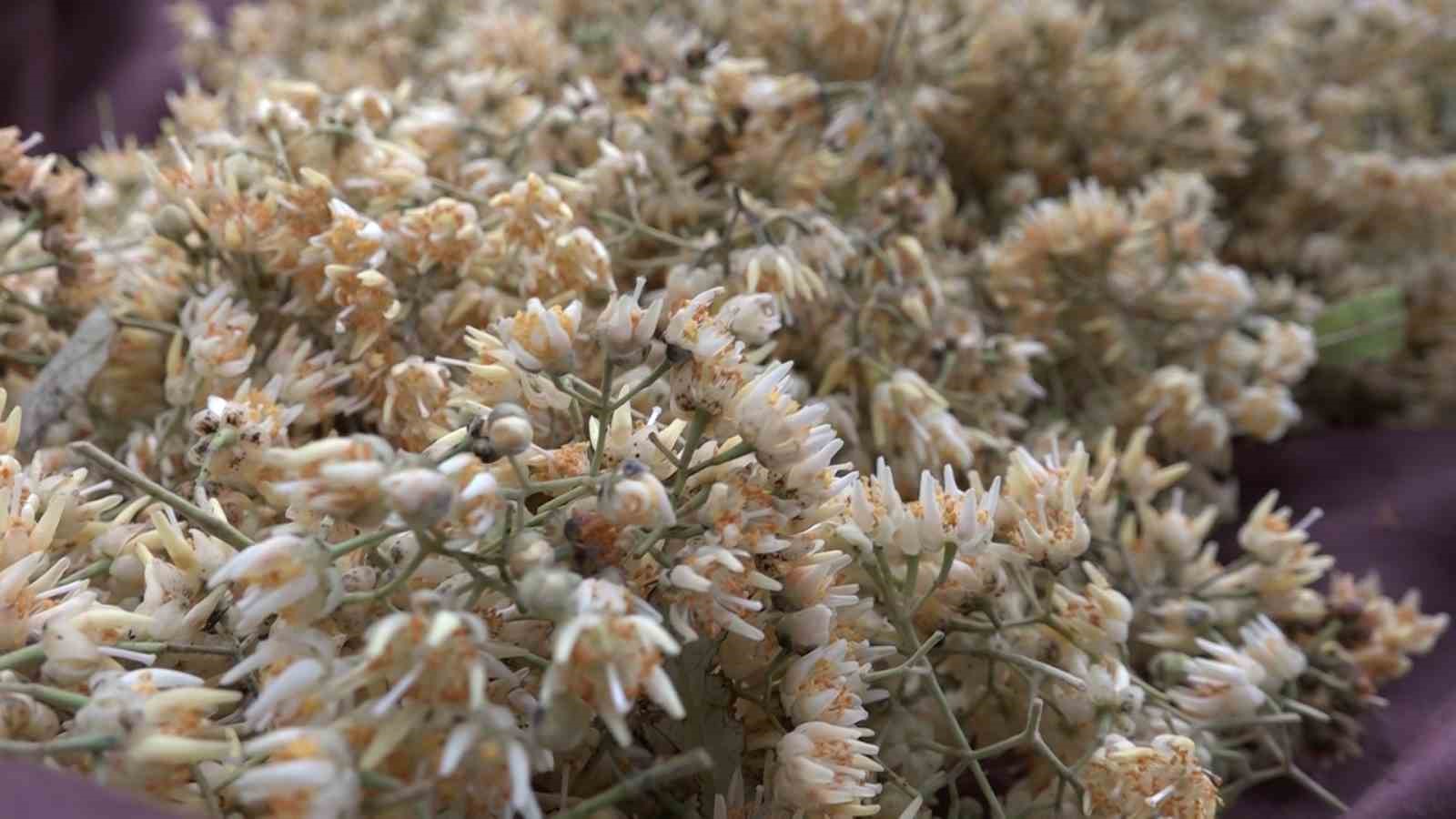 kilosu-ormanda-3-bin-lirayi-buluyor-ihlamur-ormanlarinda-olumune-cesaret