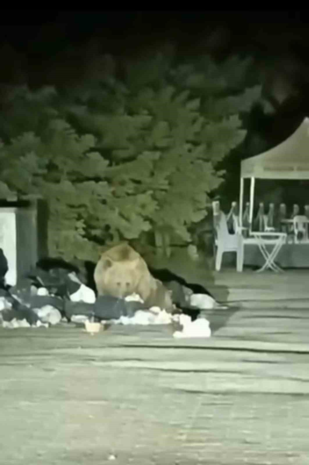 uludag-da-ac-kalan-ayi-cop-konteynerinde-yemek-aradi