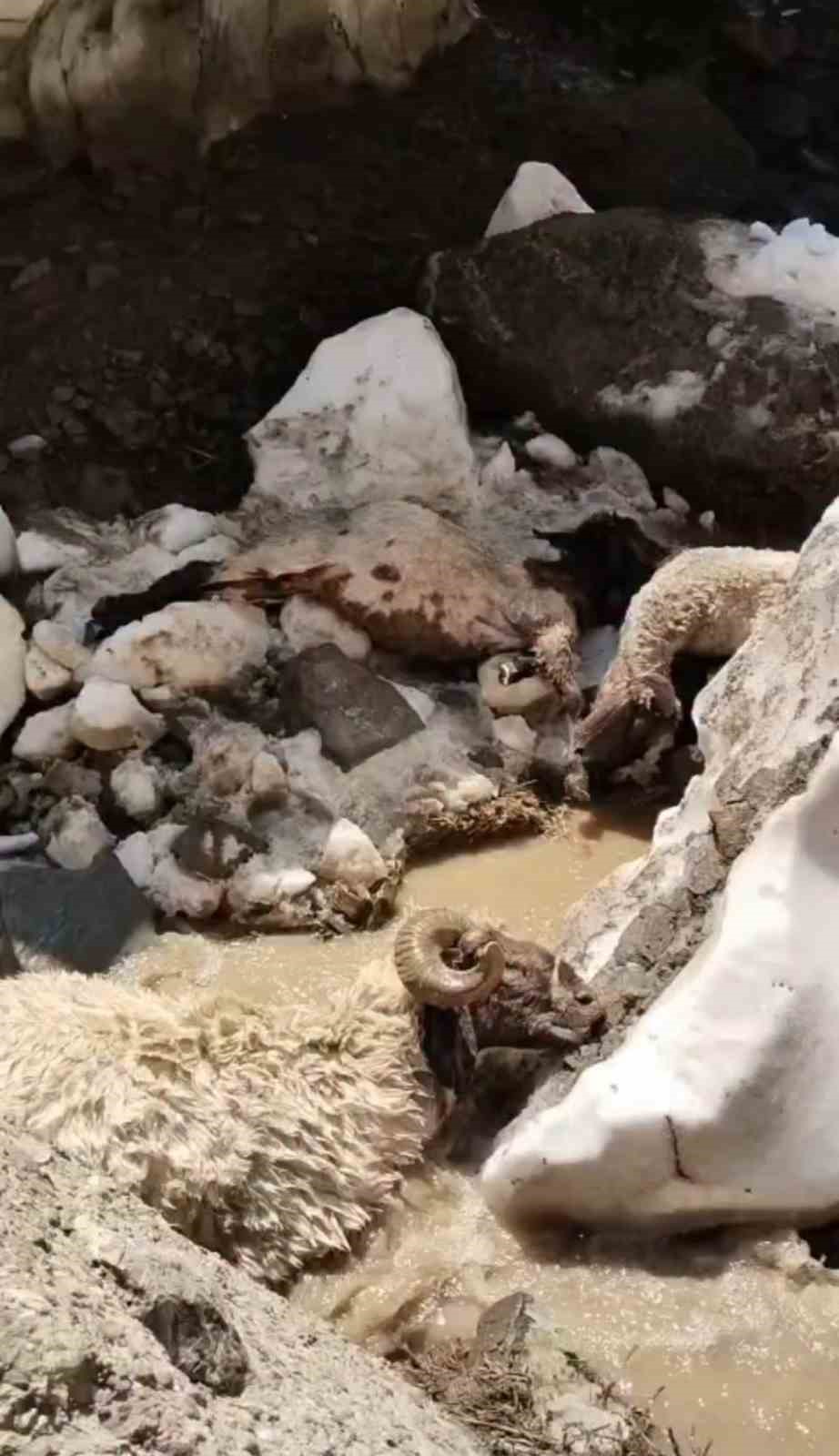 yuksekova-da-kar-kutlesi-coktu-25-kucukbas-hayvan-telef-oldu