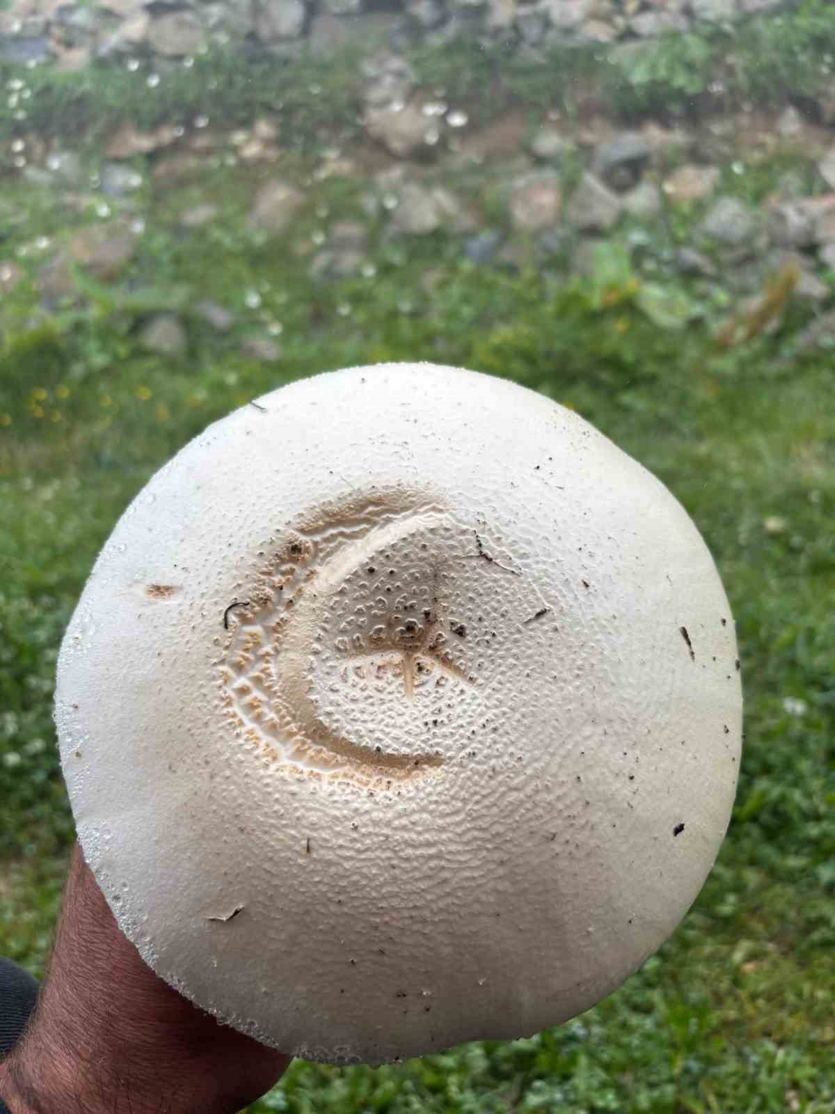 yayladaki-ay-yildizli-mantar-gorenleri-sasirtti