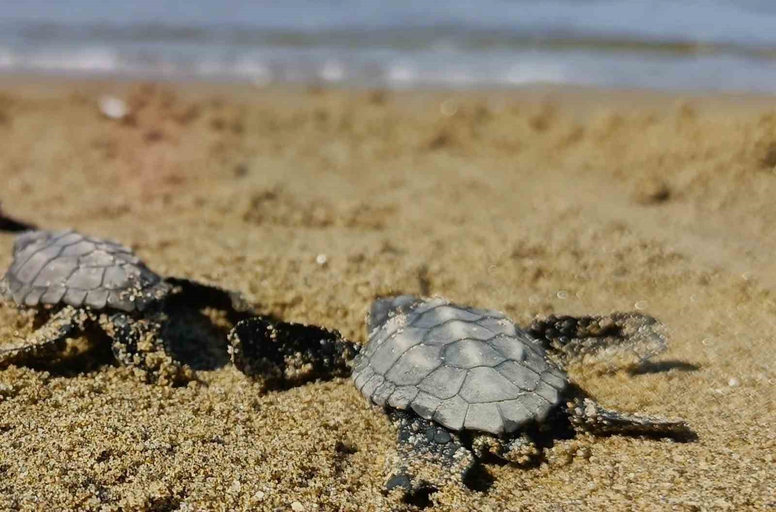 kusadasi-nda-surpriz-caretta-caretta-cikisi