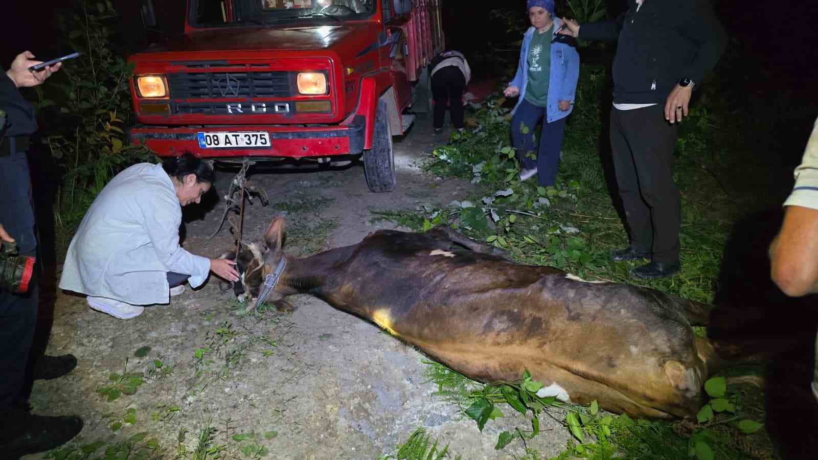 artvin-de-ucuruma-yuvarlanan-inek-ekiplerin-cabasiyla-kurtarildi