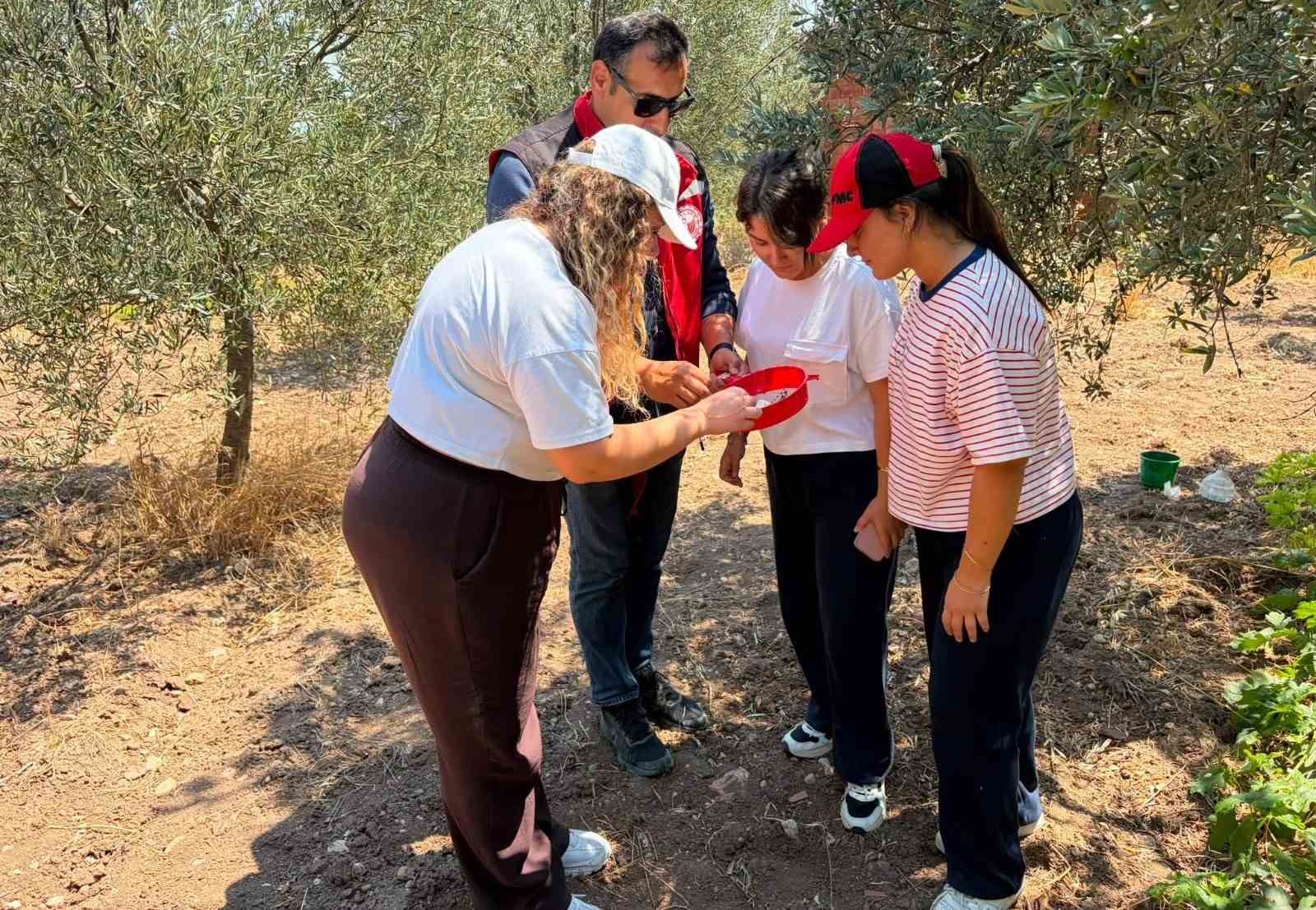 manisa-da-zeytin-ve-meyve-bahceleri-zararlilara-karsi-takipte