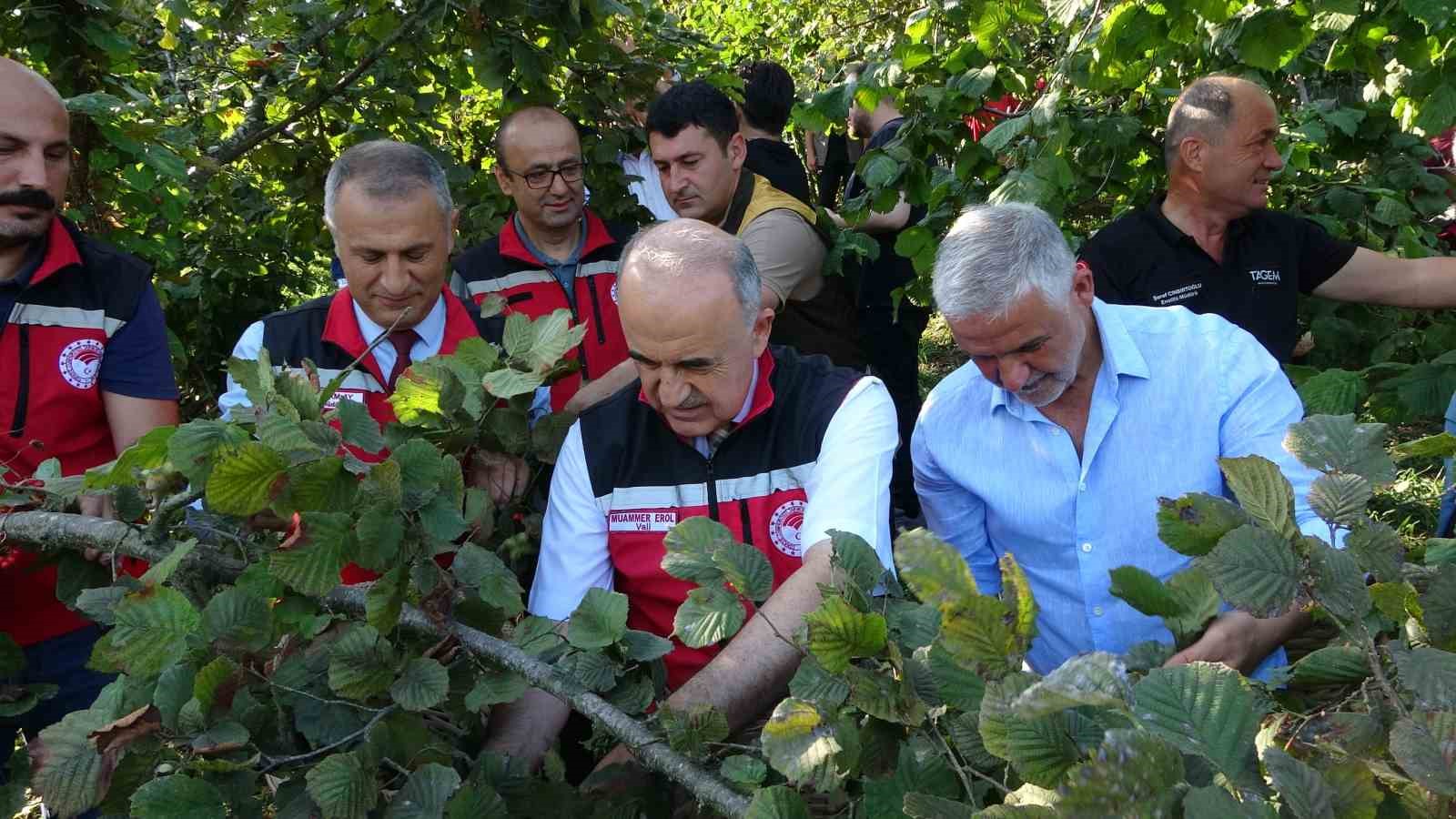 ordu-da-findik-hasadi-resmi-olarak-basladi