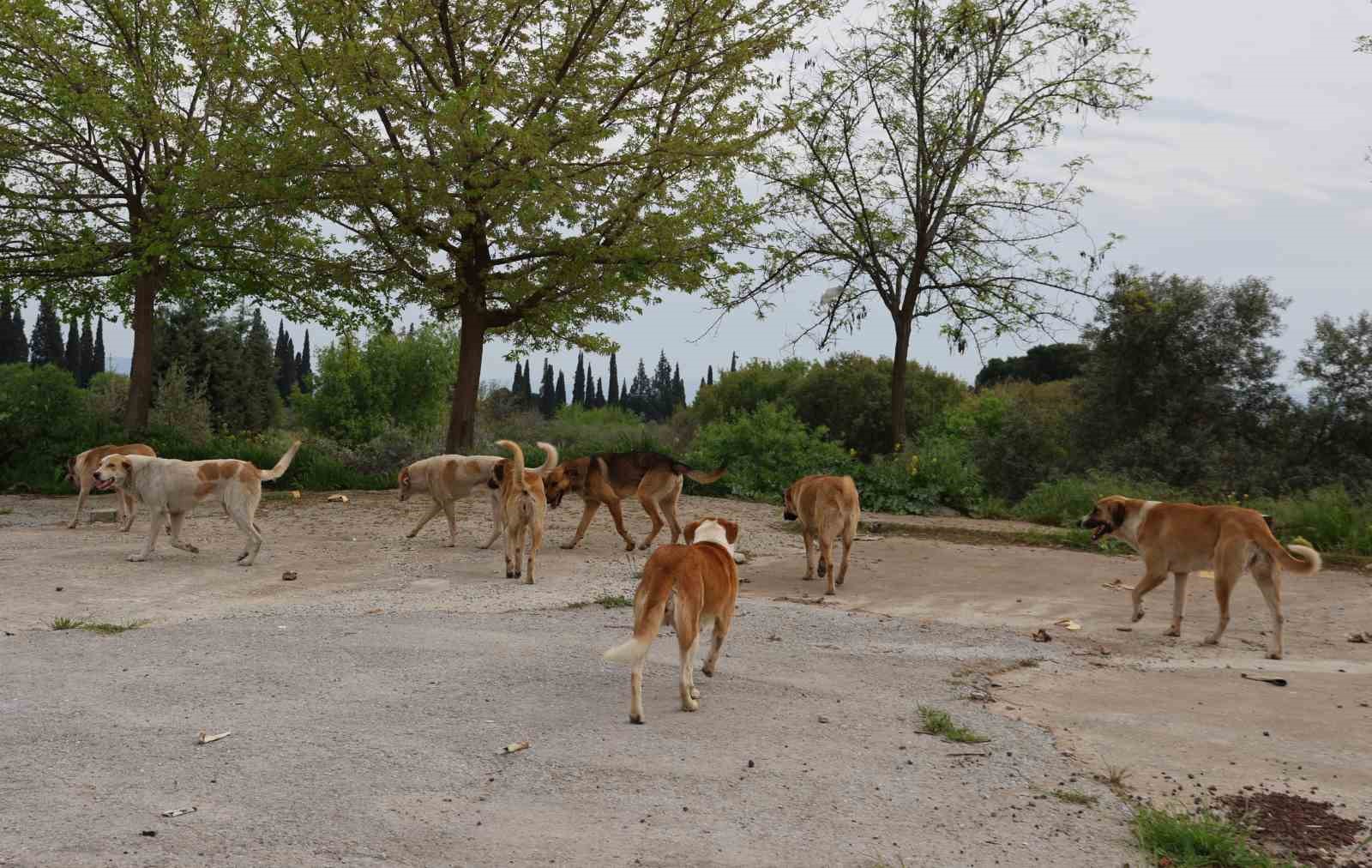 aydin-da-sahipsiz-sokak-hayvanlari-icin-calismalar-suruyor