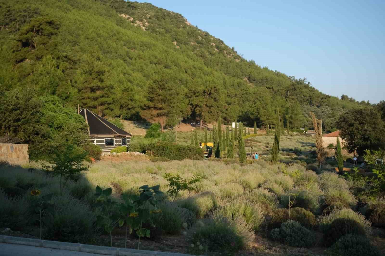 tarim-kampinda-gencler-gune-lavanta-hasadiyla-basliyor