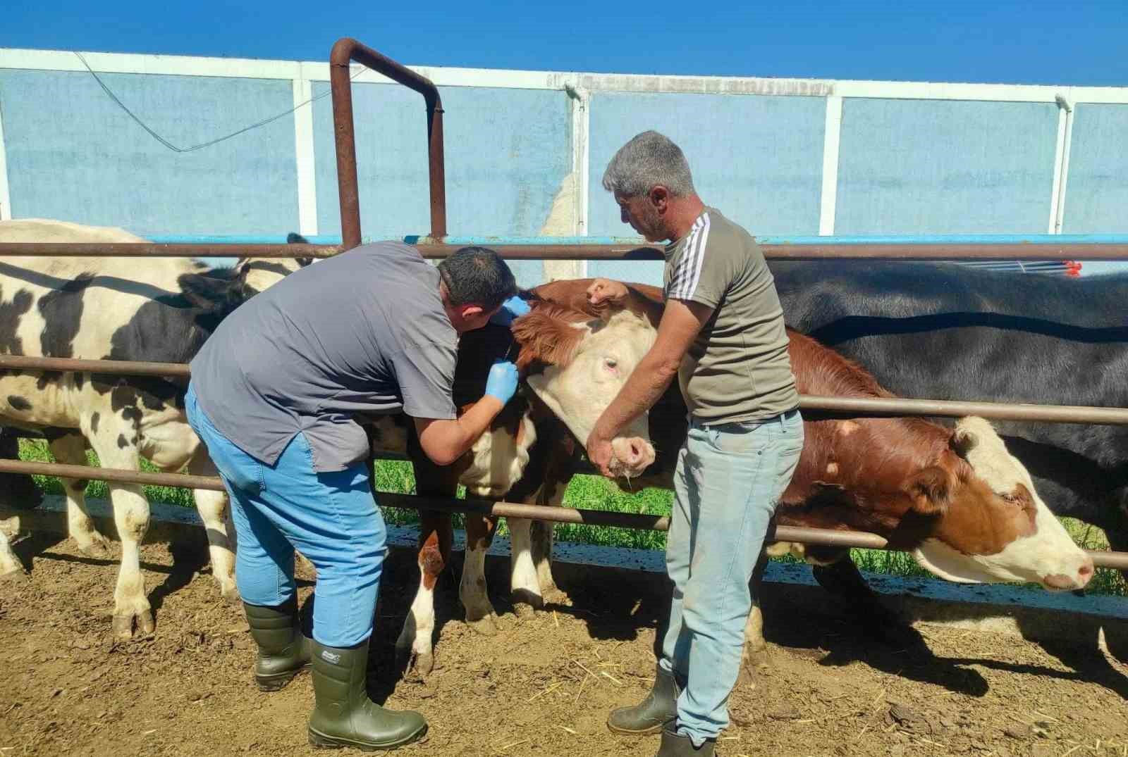 hayvan-sagliginin-korunmasina-yonelik-calismalar-suruyor